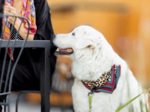 A dog at a dog friendly restaurant or dog friendly patio in Denver, CO