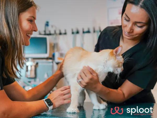 A cat brought to Sploot Veterinary Care, a vet clinic with locations in Denver, Colorado Springs, Chicago, and Salt Lake City, for cat vomiting treatment