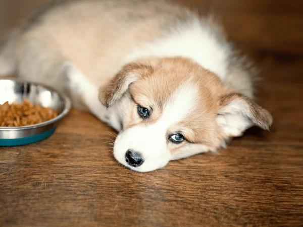A dog that lost their appetite and is lethargic, some of the symptoms of cat scratch fever in dogs