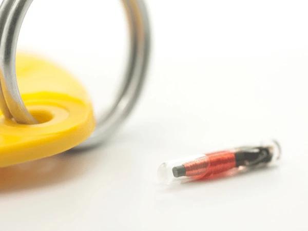 Close-up of a pet microchip for dogs and cats