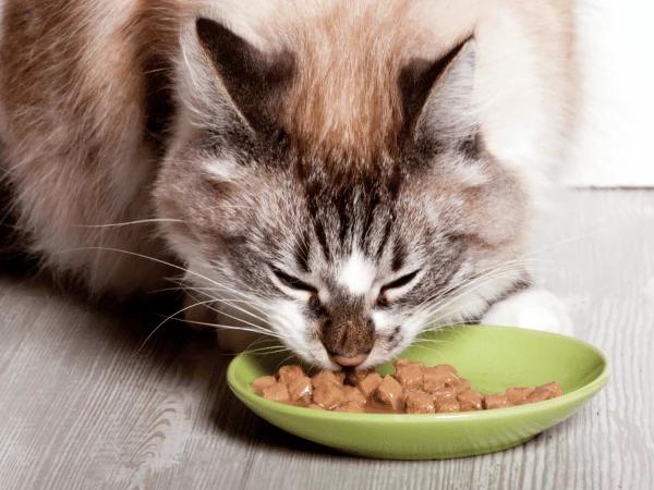 A cat eating food while staying in a pet boarding establishment