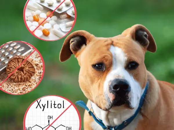 A dog beside images of human medication, nutmeg, and xylitol, representing what is poisonous to dogs