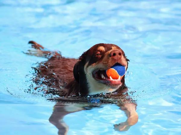 A photo of a dog swimming in an indoor dog pool, fetching toys and having fun, representing the dog swimming experience in Salt Lake City, Utah