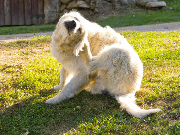 A dog scratching, representing a symptom of flea and tick infestation that needs flea and tick control for dogs