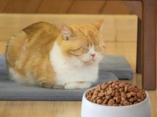 A cat not eating food, ignoring their food, and showing a reduced appetite