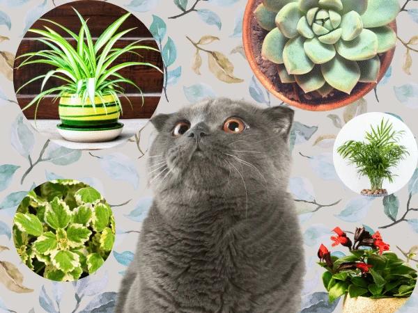 A cat surrounded by photos of safe plants for cats