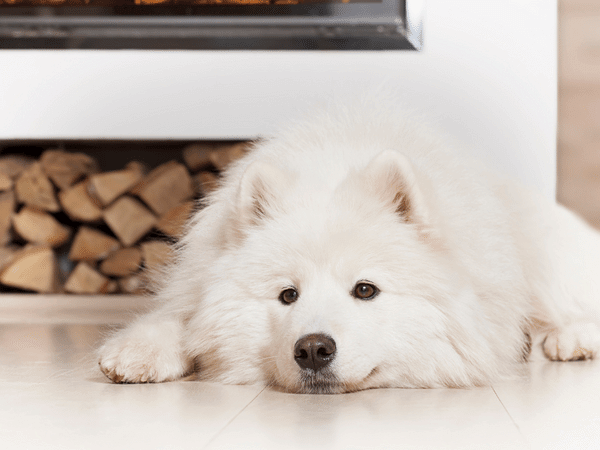 A dog staying inside the house, laying next to a fireplace, during winter because giving pets a safe indoor space is one of the vital items on this winter safety for pets checklist
