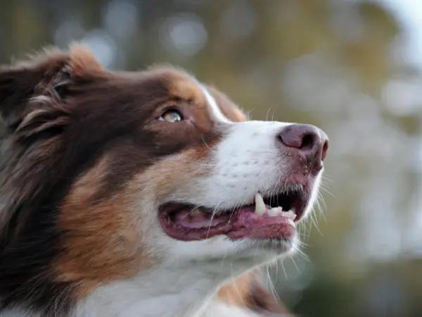 Close-up shot of a dog with healthy, white teeth, maintained with regular dog dental cleaning
