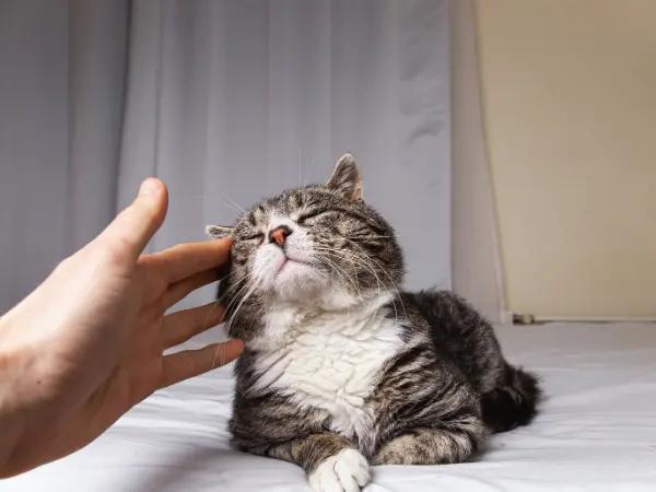An older or senior cat with arthritis in cats; the cat is reluctant to play, representing one of the signs of arthritis in cats