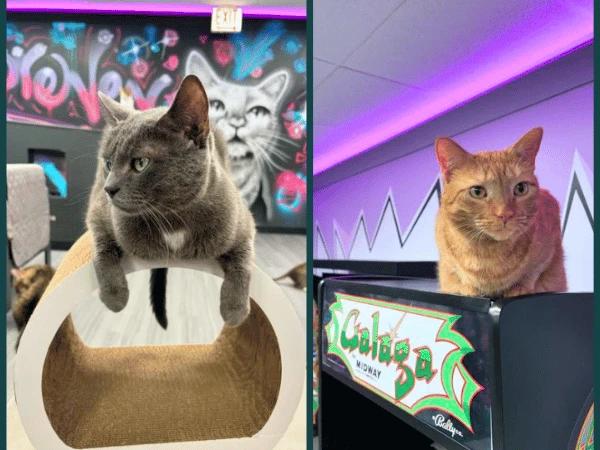Inside The Catcade Cat Cafe in Chicago