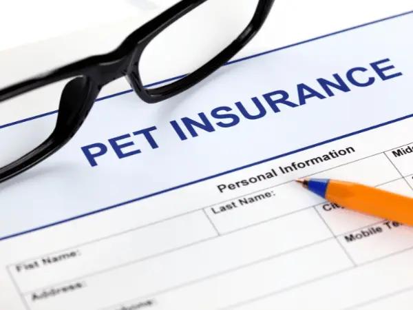 Close-up of pet insurance documents, representing emergency vet insurance that helps reduce emergency vet costs