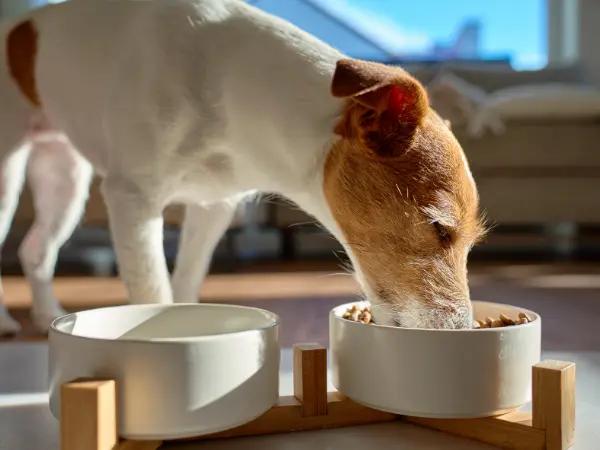 A photo of an older dog eating vet-recommended dog food, an important part of properly caring for senior dogs