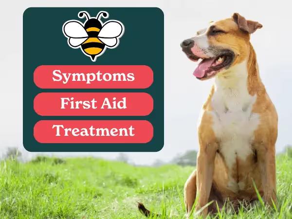 A dog standing in a field next to a graphic card showing a bee, “First Aid”, “Symptoms”, and “Treatment” representing the full scope of this guide about what to do when dog is stung by a bee