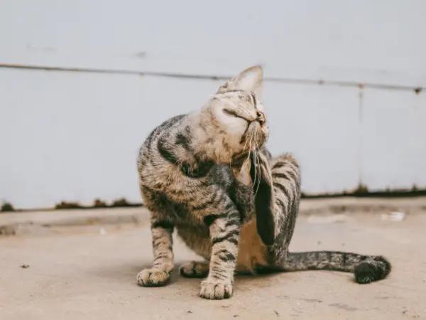 A cat scratching, representing itchiness, a common symptom of food allergy in cats, flea allergy in cats, and other allergies in cats
