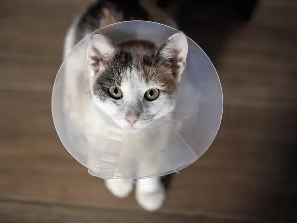 A cat wearing a cone, the first step to proper cat wound care or cat wound treatment