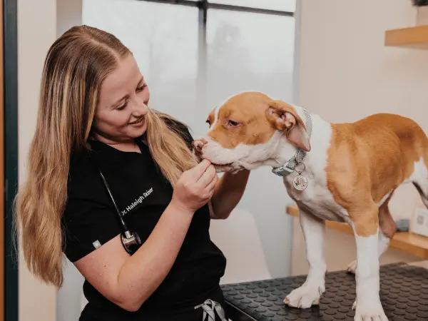 A dog getting a wellness exam in Sploot Vets, a vet clinic in Colorado Springs, Denve,r & Chicago that treats leptospirosis in dogs