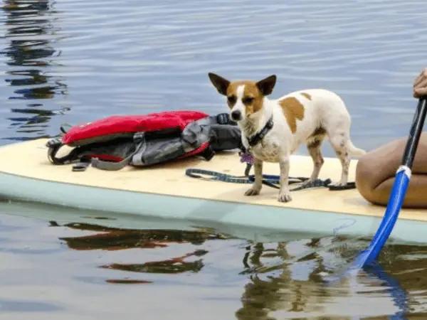 A dog riding on a kayak in Union Reservoir, one of the places to take your dog swimming in Denver