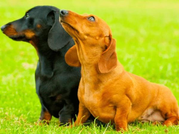 A picture of two dachshunds, one of the dog breeds that have the longest lifespan