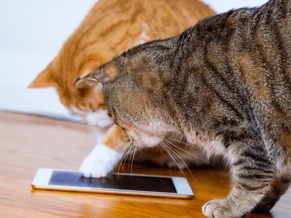 Two cats exploring a tablet because it has video games for cats installed