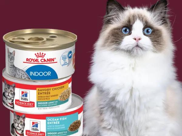 Examples of some of the best wet cat food for indoor cats from trusted brands, Hill’s Science Diet and Royal Canin