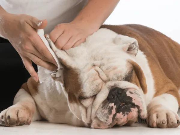 A bulldog getting its ears cleaned after getting vet guidance, respresenting one of the steps of how to treat a dog ear infection