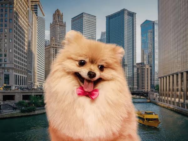 A dog in front of Chicago's cityscape, representing dog-friendly activities in Chicago