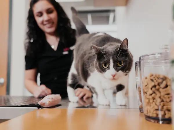 A photo of a cat brought to Sploot Vets, a vet clinic in Denver, Colorado Springs, and Chicago, offering full-service care, including nutritional consultations for kidney cat food or low-phosphorus cat food