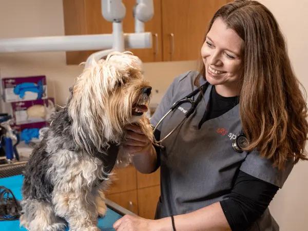 A dog getting a wellness exam at Sploot Vets to help prevent the development of pancreatitis symptoms in dogs