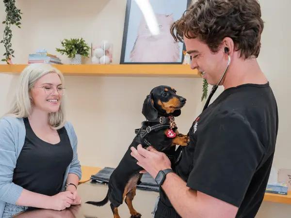 A puppy getting a puppy exam, the next step after adoption from a puppy rescue in Chicago, Illinois