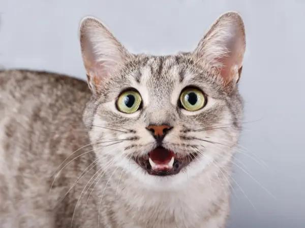 A cat meowing, showing healthy teeth, maintained by cat dental cleaning