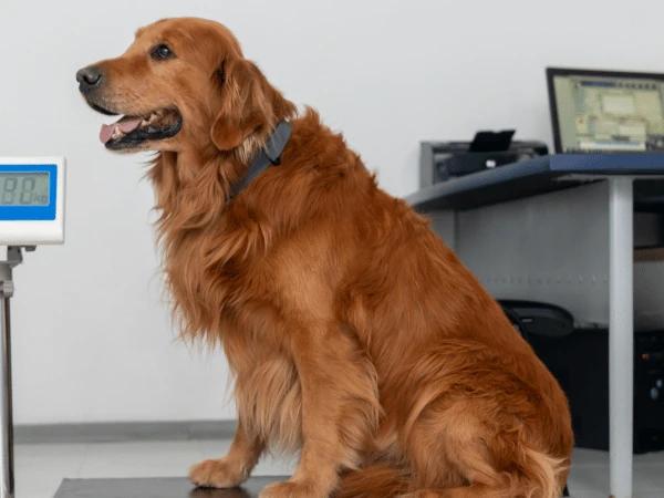 A dog on a weighing scale to represent weight loss which is a symptom of tapeworms in dogs