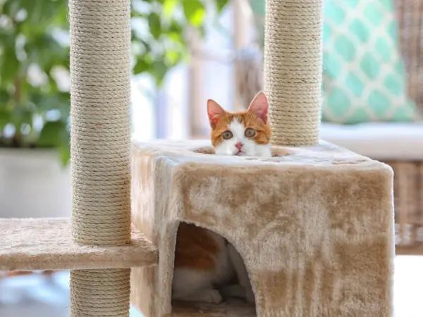 An example of cat furniture with great accessibility that pet parents can get for better senior cat care