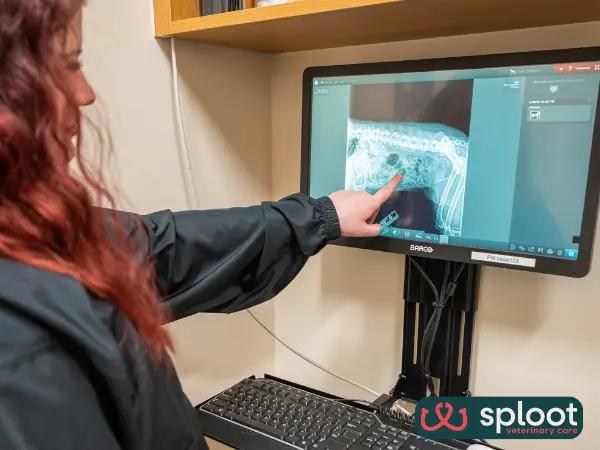 A photo of one of Sploot’s veterinary professionals looking at an X-ray, available in-house at Sploot Veterinary Care, one of the best dog veterinarians or vet clinics in Denver, Colorado