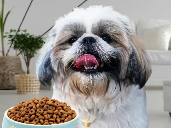 A close-up of a Shih-Tzu beside a bowl of food, representing the best dog food for small dogs