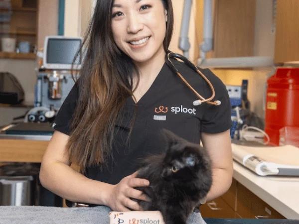 A cat undergoing a follow-up check-up at Sploot Veterinary Care, vet clinics in Chicago and Denver that accept pet emergencies and pet urgent cases