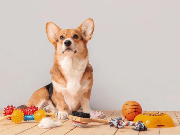 A dog surrounded by pet accessories from SplootRX, an online pet store