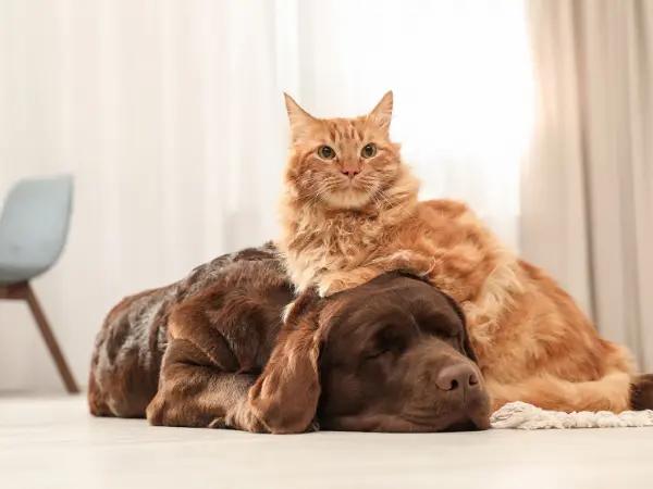 A photo of a dog and cat, representing pet parent concerns about hantavirus in dogs and cats