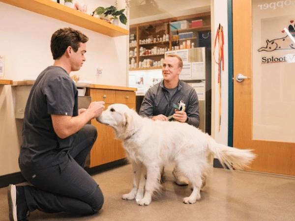 A dog going to Sploot Veterinary Care, a primary and urgent care veterinary clinic in Denver and Chicago