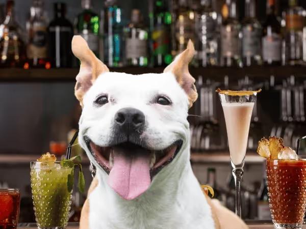 A happy dog in front of a bar to represent the best dog friendly bars Chicago