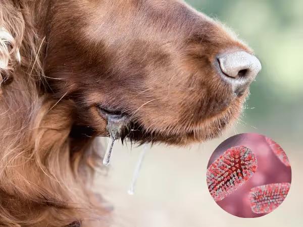 A photo of a pet drooling, one of the signs of rabies in cats and dogs