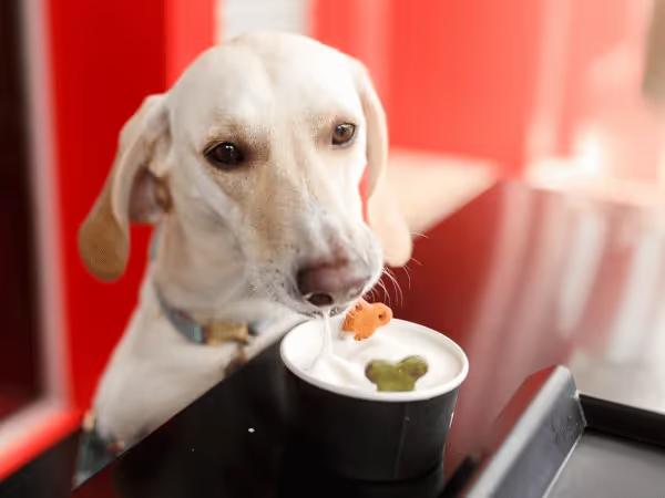 A photo of a dog enjoying a treat on a table to represent dog friendly restaurants in Chicago