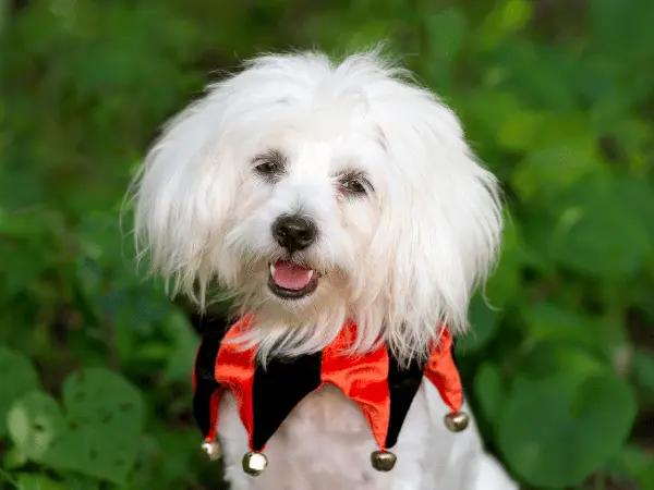 A dog wearing a simple Halloween costume for pets that is likely not going to catch fire because it’s short