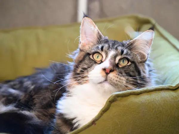 A photo of a senior cat or older cat that needs a vet-recommended senior cat care routine to stay healthy and thriving