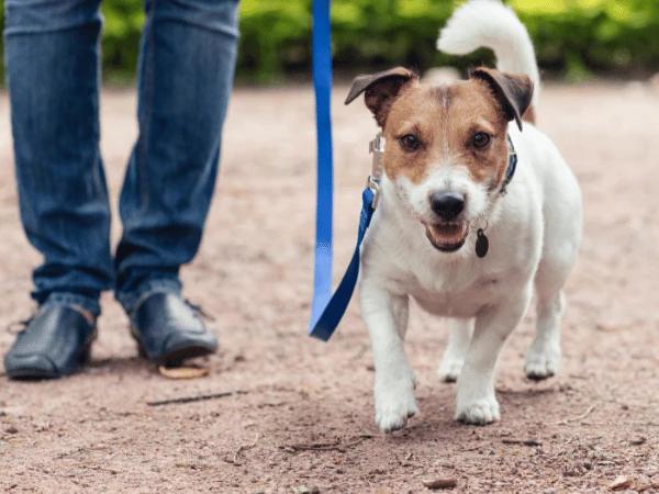 An ESA dog going for a walk in Chicago while on a leash, abiding by Chicago pet laws