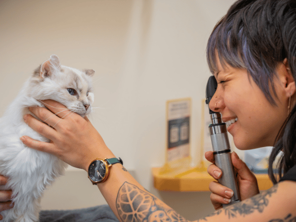 A cat enjoying continuity of care at Sploot Vets, an all-in-one vet clinic in Denver, Colorado Springs, and Chicago