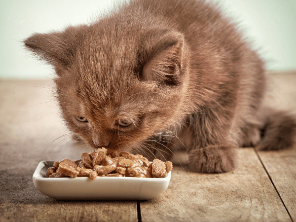 A kitten eating food, representing the best kitten treats that pet parents can safely give