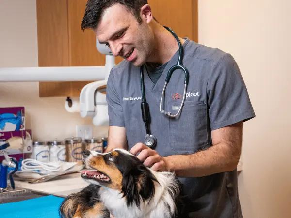 A dog getting their pet microchip checked at Sploot Veterinary Care a vet clinic in Colorado Springs, Denver, & Chicago
