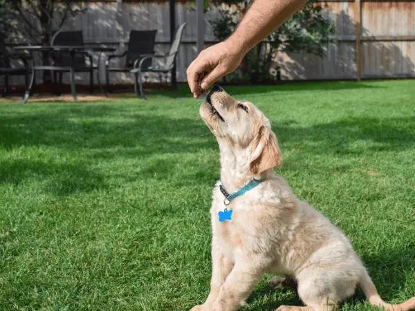 A puppy getting a treat, representing positive reinforcement in potty training a puppy