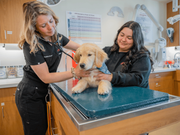 A Golden Retriever puppy getting personalized health care for Golden Retrievers at Sploot Vets