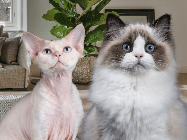 A sphynx cat, which is a low shedding cat, beside a ragdoll cat, which has moderate cat shedding